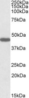 PROKR2/Prokineticin Receptor 2 Antibody - PROKR2 antibody (1 ug/ml) staining of Rat Stomach lysate (35 ug protein/ml in RIPA buffer). Primary incubation was 1 hour. Detected by chemiluminescence.