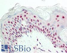 Proliferation Marker IPO-38 Antibody - Anti-Proliferation Marker IPO-38 antibody IHC staining of human skin. Immunohistochemistry of formalin-fixed, paraffin-embedded tissue after heat-induced antigen retrieval.