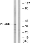 Prostaglandin D2 Receptor Antibody - Western blot of extracts from HepG2 cells, using PTGDR Antibody. The lane on the right is treated with the synthesized peptide.