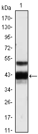 PROZ / Protein Z Antibody - Western blot using PROZ mouse monoclonal antibody against human plasma (1).