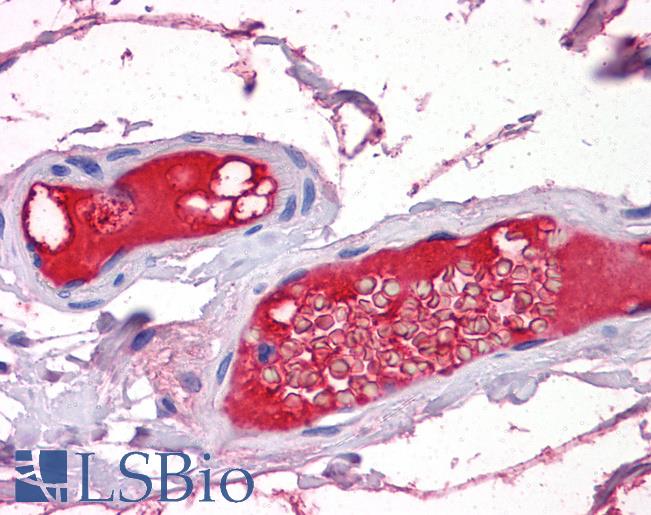 PROZ / Protein Z Antibody - Anti-PROZ antibody IHC of human small intestine, vessels. Immunohistochemistry of formalin-fixed, paraffin-embedded tissue after heat-induced antigen retrieval. Antibody dilution 1:200.