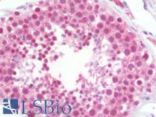PRPF19 / PRP19 Antibody - Anti-PRPF19 / PRP19 antibody IHC staining of human testis. Immunohistochemistry of formalin-fixed, paraffin-embedded tissue after heat-induced antigen retrieval. Antibody dilution 1:100.