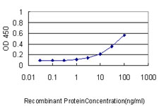 PRPK / TP53RK Antibody - Detection limit for recombinant GST tagged TP53RK is approximately 1 ng/ml as a capture antibody.