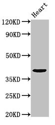 PRR11 Antibody - Western Blot Positive WB detected in: mouse heart tissue All lanes: PRR11 antibody at 3.2µg/ml Secondary Goat polyclonal to rabbit IgG at 1/50000 dilution Predicted band size: 41 kDa Observed band size: 41 kDa