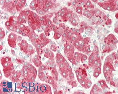 PRSS1 / Trypsin Antibody - Human Pancreas: Formalin-Fixed, Paraffin-Embedded (FFPE)
