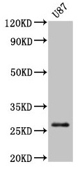 PRSS3 / Trypsin 3 Antibody - Western Blot Positive WB detected in: U87 whole cell lysate All lanes: PRSS3 antibody at 3µg/ml Secondary Goat polyclonal to rabbit IgG at 1/50000 dilution Predicted band size: 33, 29, 27, 26 kDa Observed band size: 27 kDa