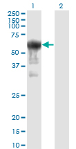 PRUNE Antibody - Western blot of PRUNE expression in transfected 293T cell line by PRUNE monoclonal antibody, clone 1C11.