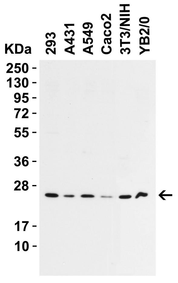 PRX-1 / PRRX1 Antibody - Western blot analysis of Anti-PRRX1 antibody (LS-B12110, 2 µg/ml; 15 µg of lysate per lane). Lane 1: 293 cell line. Lane 2: A431 cell line. Lane 3: A549 cell line. Lane 4: Caco2 cell line. Lane 5: 3T3/NIH cell line. Lane 6: YB2/0 cell line. 