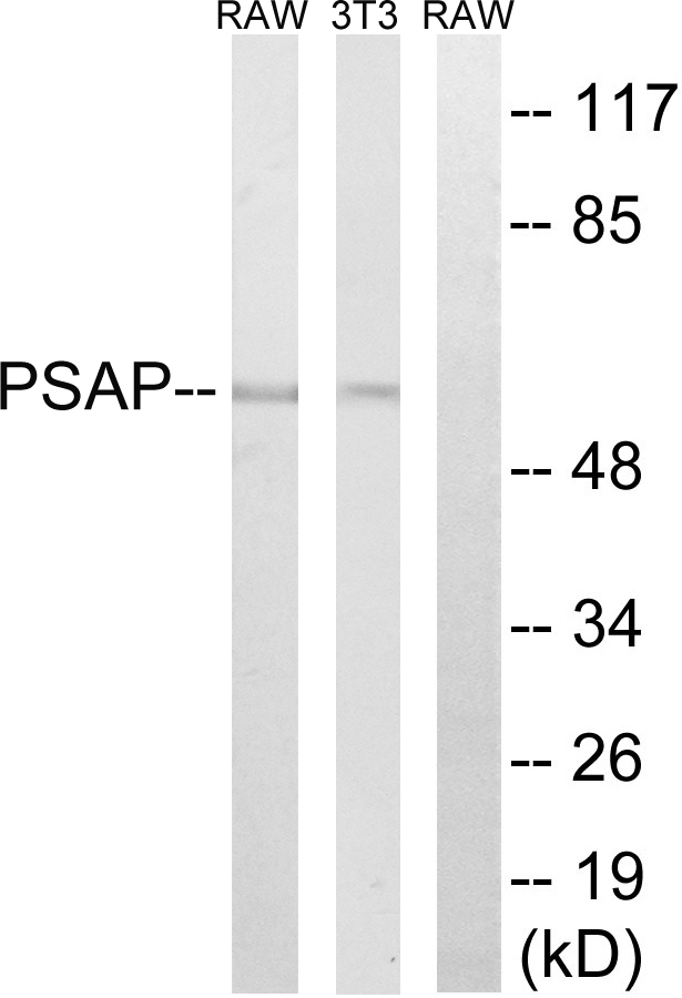 PSAP / Prosaposin Antibody - Western blot analysis of lysates from NIH/3T3 and RAW264.7 cells, using PSAP Antibody. The lane on the right is blocked with the synthesized peptide.