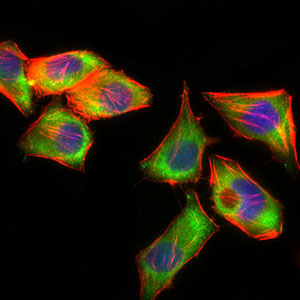 PSAP / Prosaposin Antibody - Immunofluorescence of HepG2 cells using PSAP mouse monoclonal antibody (green). Blue: DRAQ5 fluorescent DNA dye. Red: Actin filaments have been labeled with Alexa Fluor-555 phalloidin.