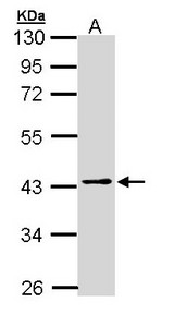 PSAT1 Antibody - Sample (30 ug of whole cell lysate). A: H1299. 10% SDS PAGE. PSAT1 antibody diluted at 1:1000