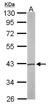 PSAT1 Antibody - Sample (50 ug of whole cell lysate). A: Mouse brain. 10% SDS PAGE. PSAT1 antibody diluted at 1:1000.