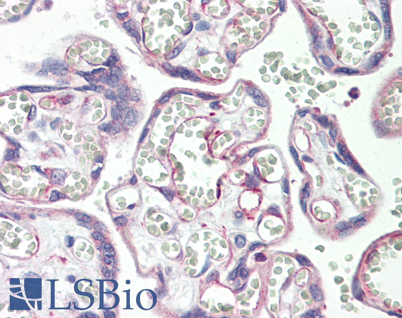 PSG3 Antibody - Anti-PSG3 antibody IHC staining of human placenta. Immunohistochemistry of formalin-fixed, paraffin-embedded tissue after heat-induced antigen retrieval. Antibody dilution 1:100.