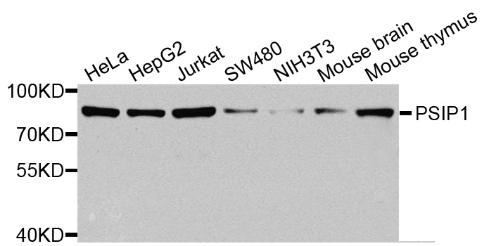 PSIP1 / LEDGF Antibody - Western blot analysis of extracts of various cells.