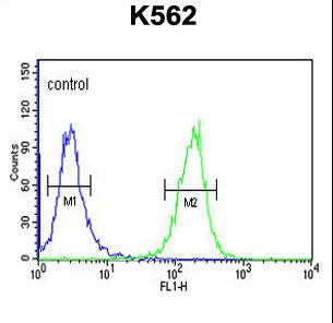 PSK / SEZ6L2 Antibody - SE6L2 Antibody flow cytometry of K562 cells (right histogram) compared to a negative control cell (left histogram). FITC-conjugated goat-anti-rabbit secondary antibodies were used for the analysis.