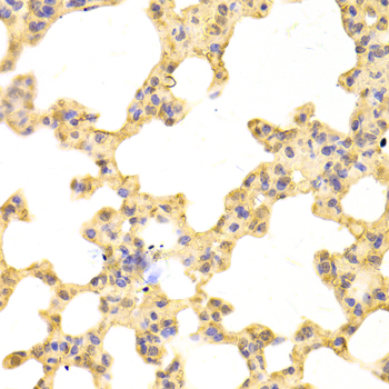 PSMA1 Antibody - Immunohistochemistry of paraffin-embedded mouse lung tissue.