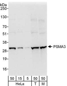 PSMA3 Antibody - Detection of Human and Mouse PSMA3 by Western Blot. Samples: Whole cell lysate from HeLa (5, 15 and 50 ug), 293T (T; 50 ug), and mouse NIH3T3 (M; 50 ug) cells. Antibodies: Affinity purified rabbit anti-PSMA3 antibody used for WB at 0.04 ug/ml. Detection: Chemiluminescence with an exposure time of 10 seconds.