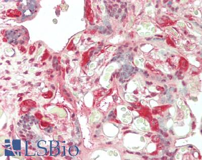 PSMA3 Antibody - Human Placenta: Formalin-Fixed, Paraffin-Embedded (FFPE)