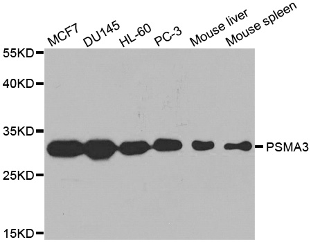 PSMA3 Antibody - Western blot analysis of extracts of various cell lines, using PSMA3 antibody at 1:1000 dilution. The secondary antibody used was an HRP Goat Anti-Rabbit IgG (H+L) at 1:10000 dilution. Lysates were loaded 25ug per lane and 3% nonfat dry milk in TBST was used for blocking.