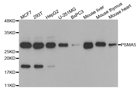 PSMA5 Antibody - Western blot analysis of extracts of various cell lines, using PSMA5 antibody.