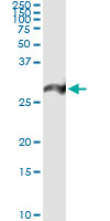 PSMA7 Antibody - Immunoprecipitation of PSMA7 transfected lysate using anti-PSMA7 monoclonal antibody and Protein A Magnetic Bead.