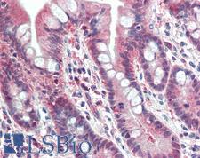 PSMB10 Antibody - Anti-PSMB10 antibody IHC staining of human small intestine. Immunohistochemistry of formalin-fixed, paraffin-embedded tissue after heat-induced antigen retrieval. Antibody concentration 5 ug/ml.