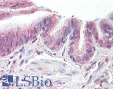 PSMB3 Antibody - Anti-PSMB3 antibody IHC staining of human lung, respiratory epithelium. Immunohistochemistry of formalin-fixed, paraffin-embedded tissue after heat-induced antigen retrieval. Antibody concentration 10 ug/ml.