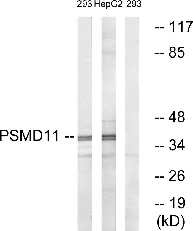 PSMD11 Antibody - Western blot analysis of lysates from 293 and HepG2 cells, using PSMD11 Antibody. The lane on the right is blocked with the synthesized peptide.
