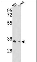 PSMD11 Antibody - Western blot of PSMD11 Antibody in 293, Jurkat cell line lysates (35 ug/lane). PSMD11 (arrow) was detected using the purified antibody.