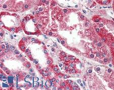 PSPH Antibody - Anti-PSPH antibody IHC of human kidney. Immunohistochemistry of formalin-fixed, paraffin-embedded tissue after heat-induced antigen retrieval. Antibody concentration 10 ug/ml.