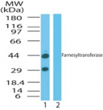 PTAR2 / FNTA Antibody - Western blot of  farnesyltransferase inumouse colon?cell lysate in the 1) absence and 2) presence of immunizing peptide using antibody at 2 ug/ml.
