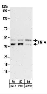 PTAR2 / FNTA Antibody - Detection of Human FNTA by Western Blot. Samples: Whole cell lysate (50 ug) from HeLa, 293T, and Jurkat cells. Antibodies: Affinity purified rabbit anti-FNTA antibody used for WB at 0.1 ug/ml. Detection: Chemiluminescence with an exposure time of 3 minutes.