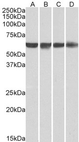 PTBP1 Antibody - Goat Anti-PTBP1 / PTB Antibody (0.01µg/ml) staining of HeLa (A), HepG2 (B), Jurkat (C) and HEK293 (D) nuclear lysates (35µg protein in RIPA buffer). Detected by chemiluminescencence.