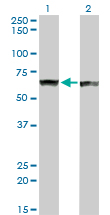 PTBP1 Antibody - Western blot of PTBP1 expression in transfected 293T cell line by PTBP1 monoclonal antibody clone 3H8.