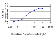 PTBP1 Antibody - Detection limit for recombinant GST tagged PTBP1 is approximately 0.1 ng/ml as a capture antibody.