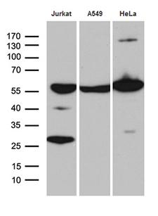 PTBP3 / ROD1 Antibody - Western blot analysis of extracts. (35ug) from 3 cell lines by using anti-PTBP3 monoclonal antibody. (1:500)