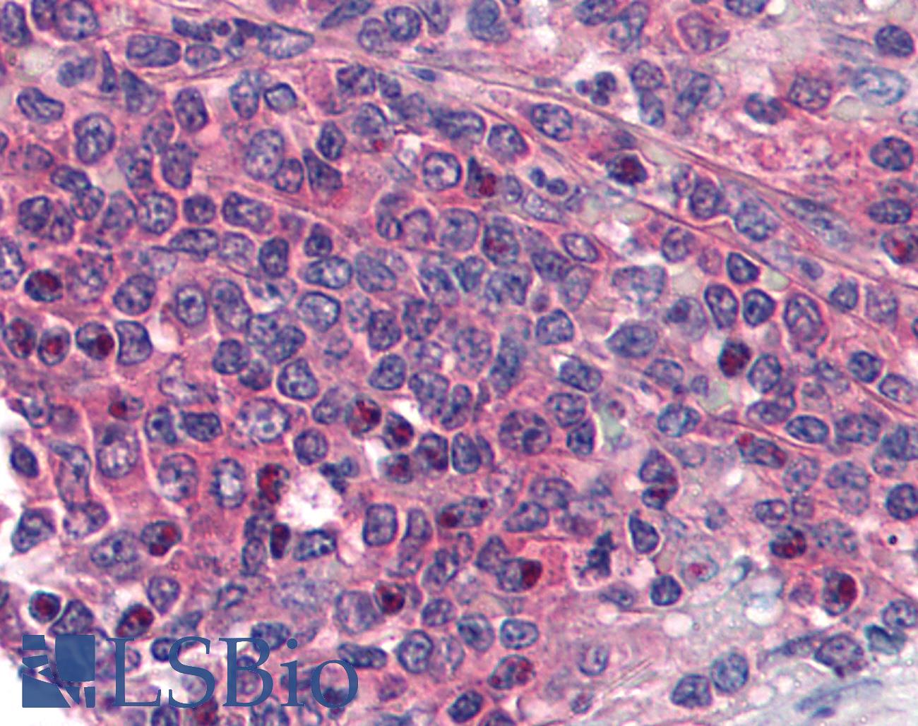 PTGER1 / EP1 Antibody - Anti-PTGER1 / EP1 antibody IHC of human spleen. Immunohistochemistry of formalin-fixed, paraffin-embedded tissue after heat-induced antigen retrieval. Antibody concentration 5 ug/ml.