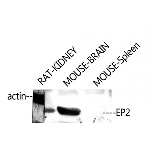 PTGER2 / EP2 Antibody - Western blot of EP2 antibody. Band is at about 40 kDa.