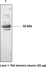 PTGER3 / EP3 Antibody - Western blot of PTGER3 / EP3 antibody.