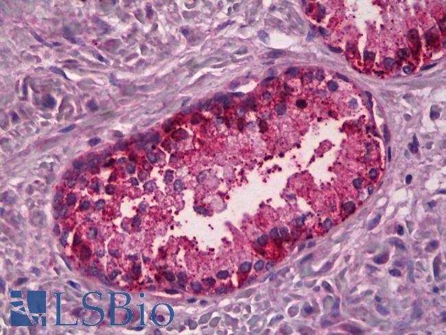 PTGER4 / EP4 Antibody - Anti-PTGER4 / EP4 antibody IHC of human prostate. Immunohistochemistry of formalin-fixed, paraffin-embedded tissue after heat-induced antigen retrieval. Antibody concentration 5 ug/ml.