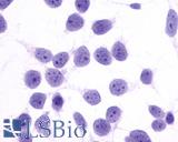 PTGER4 / EP4 Antibody - Anti-PTGER4 / EP4 antibody immunocytochemistry (ICC) staining of untransfected HEK293 human embryonic kidney cells.