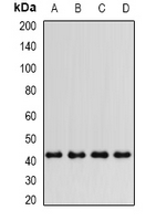 PTGES2 Antibody - Western blot analysis of PTGES2 expression in HeLa (A); HL60 (B); mouse kidney (C); mouse heart (D) whole cell lysates.