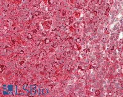 PTGES2 Antibody - Human Tonsil: Formalin-Fixed, Paraffin-Embedded (FFPE)