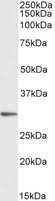 PTGES2 Antibody - EB12989 (1µg/ml) staining of HeLa lysate (35µg protein in RIPA buffer). Primary incubation was 1 hour. Detected by chemiluminescence.