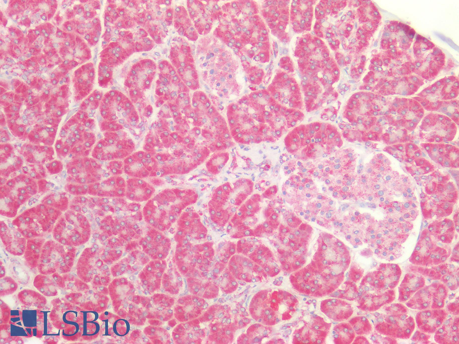 PTGES2 Antibody - Human Pancreas: Formalin-Fixed, Paraffin-Embedded (FFPE)