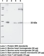 PTGES2 Antibody - Western blot of PTGES2 antibody.