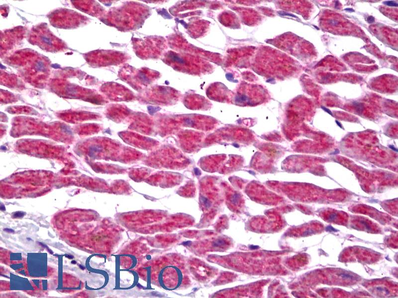 PTGES2 Antibody - Anti-PTGES2 antibody IHC of human heart. Immunohistochemistry of formalin-fixed, paraffin-embedded tissue after heat-induced antigen retrieval. Antibody concentration 5 ug/ml.