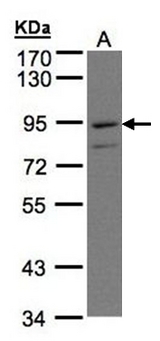 PTGFRN Antibody - Sample (30 ug of whole cell lysate). A: H1299. 7.5% SDS PAGE. PTGFRN antibody diluted at 1:500