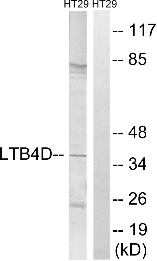 PTGR1 / LTB4DH Antibody - Western blot analysis of lysates from HT-29 cells, using PTGR1 Antibody. The lane on the right is blocked with the synthesized peptide.