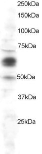 PTGS1 / COX-1 Antibody - Staining (1 ug/ml) of HeLa lysate (RIPA buffer, 30 ug total protein per lane). Primary incubated for 1 hour. Detected using chemiluminescence.